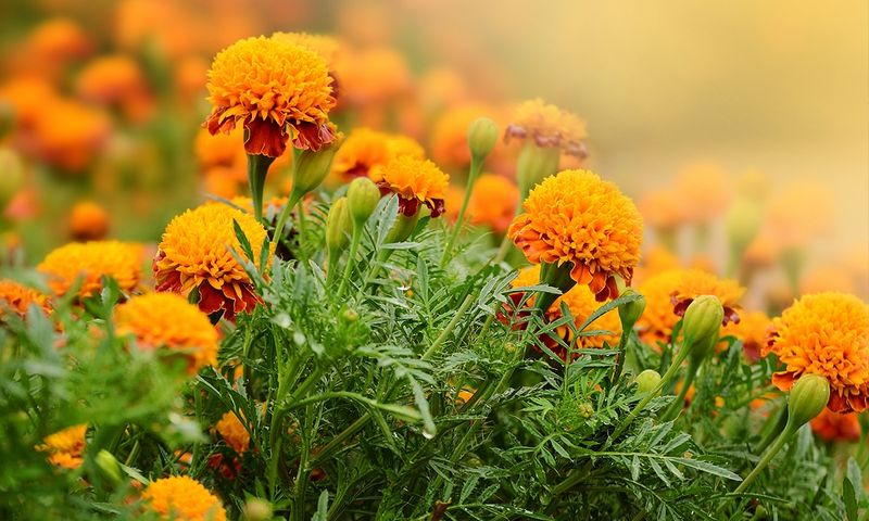 Marigold