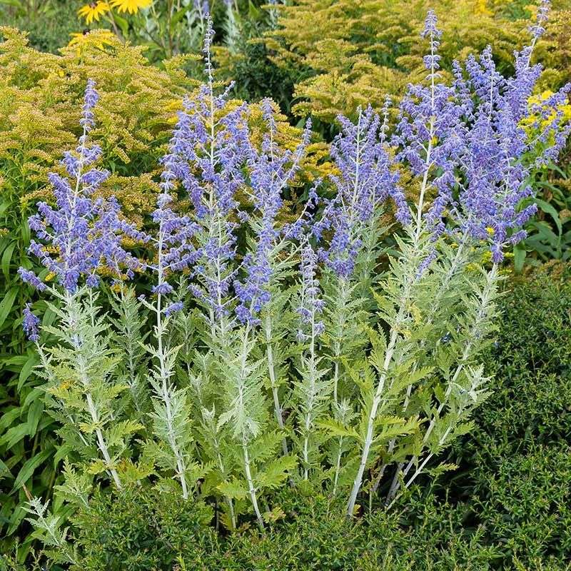 Russian Sage (Perovskia)