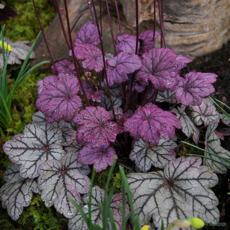Heuchera