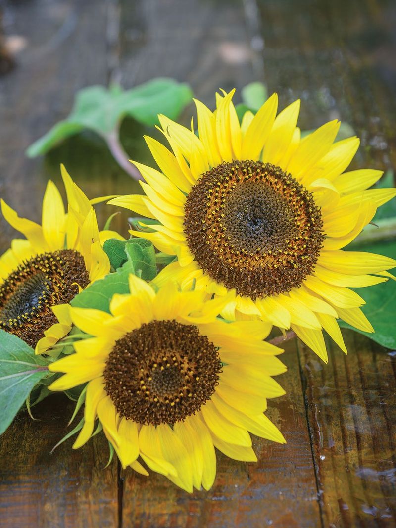Sunflowers (Single-Petal Varieties)