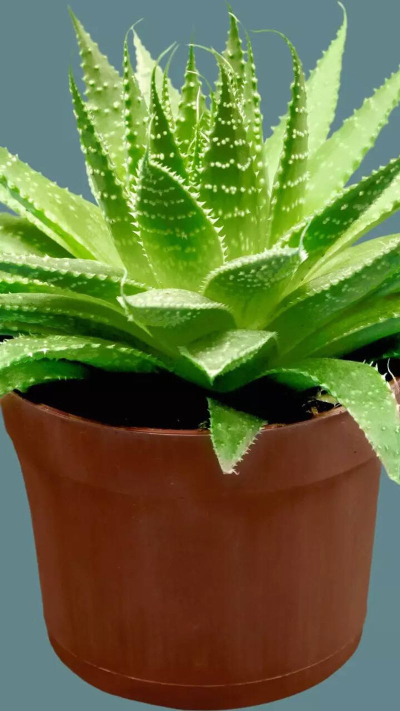 Aloe Vera