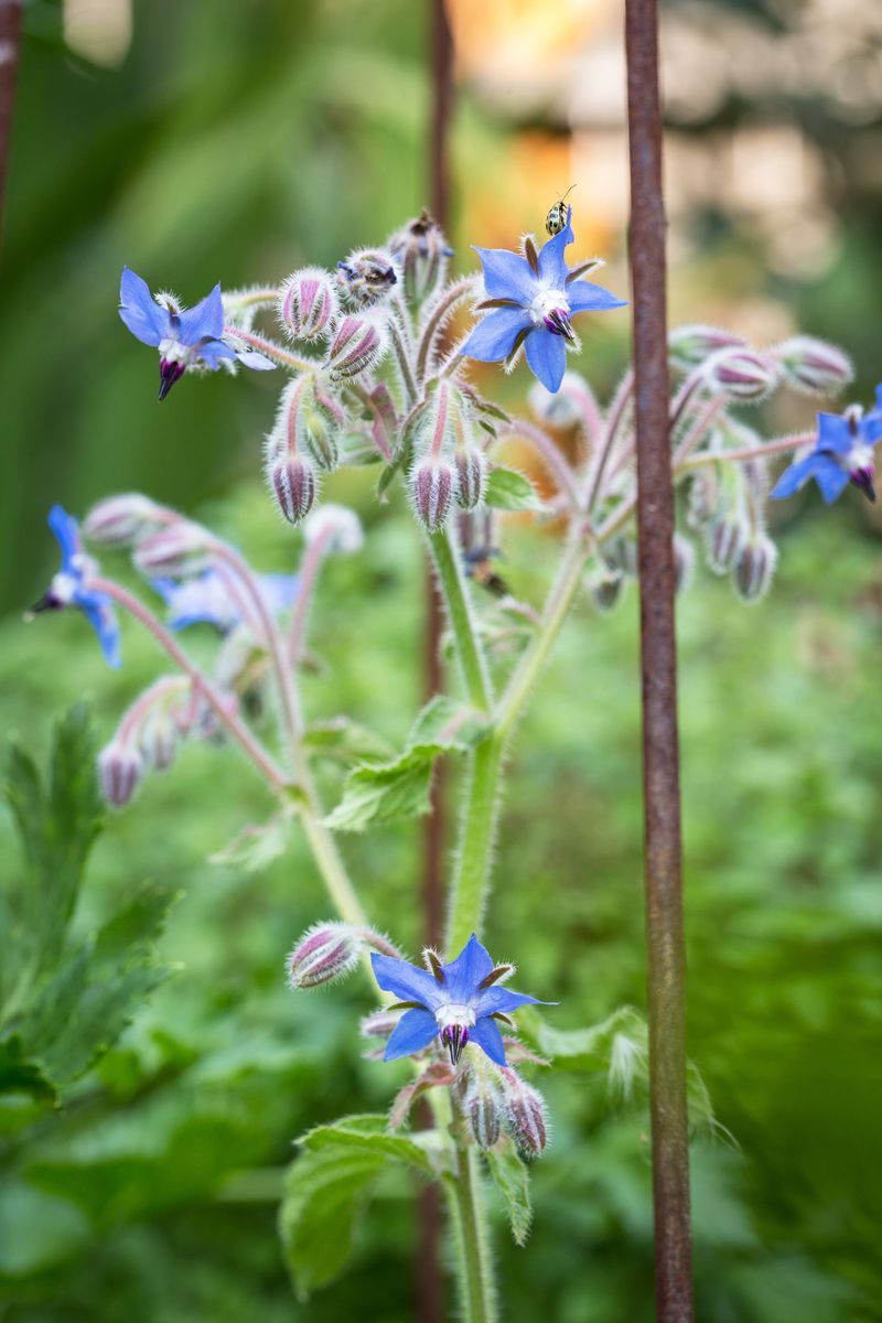 Borage