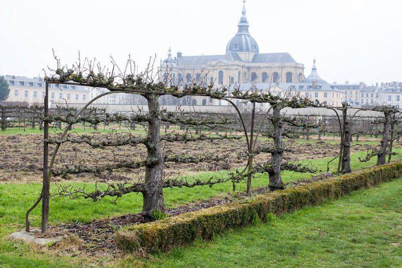 Espaliered Apple Trees