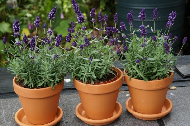 Lavender in Pots