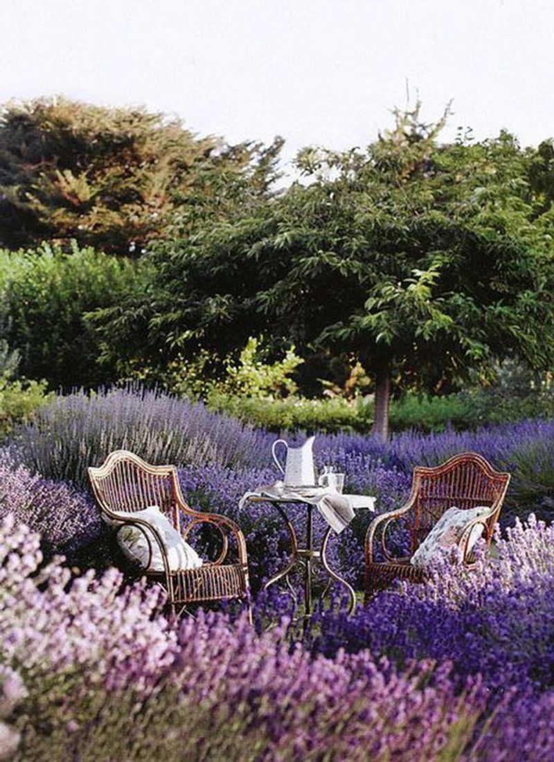 Lavender Cottage Garden