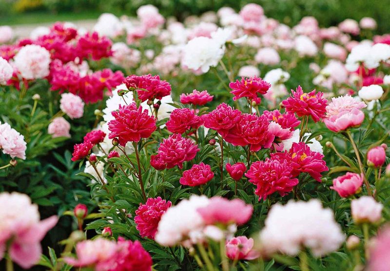 Peonies (Paeonia)