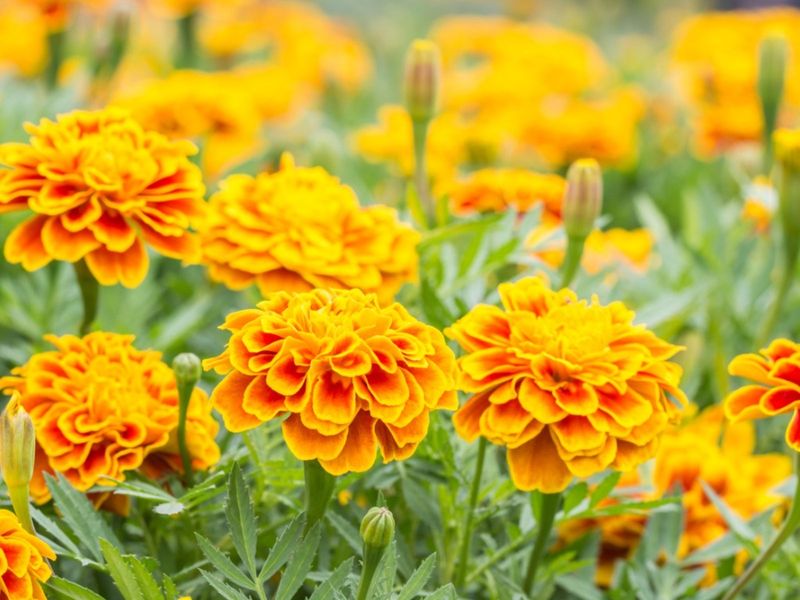Marigolds (Tagetes)