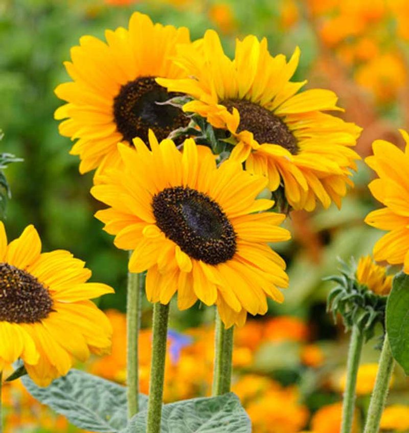 Sunflower (Helianthus)