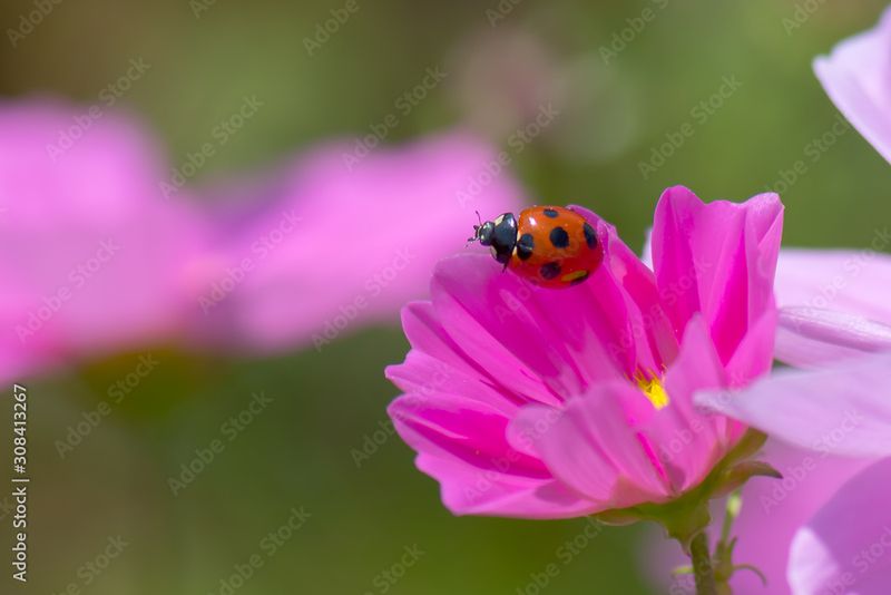 Cosmos (Cosmos bipinnatus)