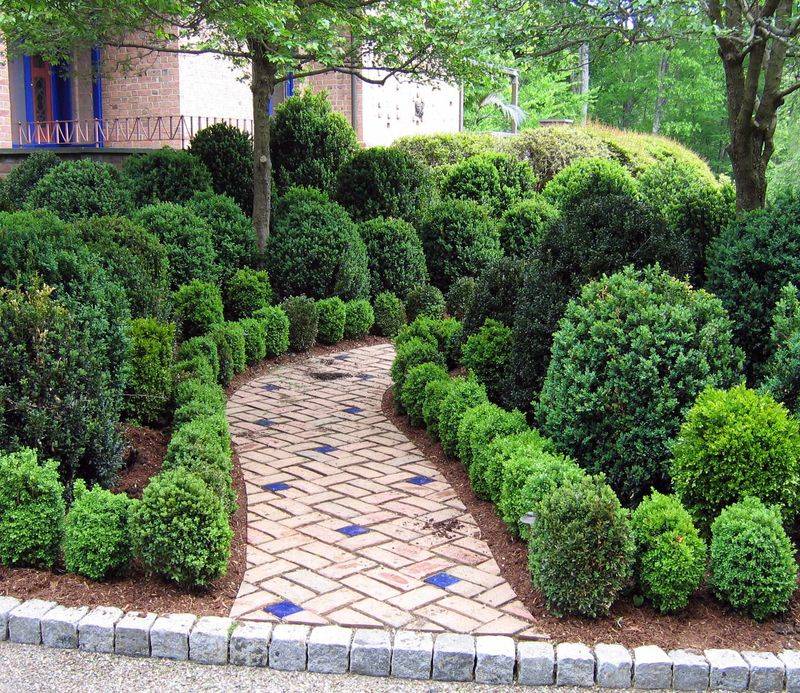 Boxwood (Buxus sempervirens)