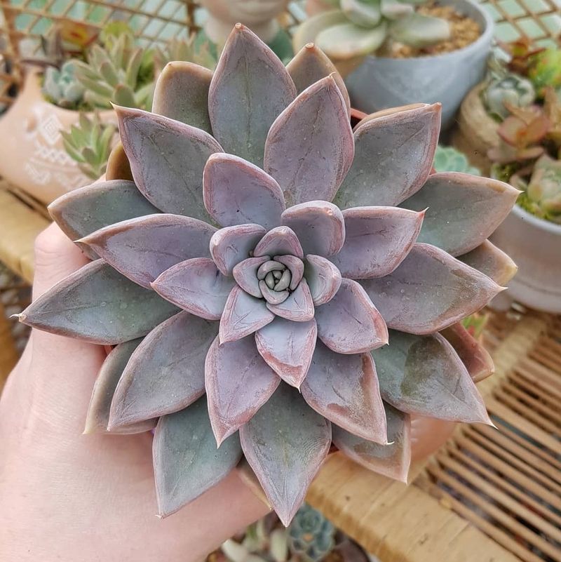 Succulents (Echeveria, Sedum) – The Lie: 