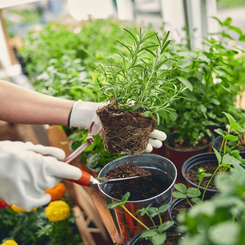 Rosemary: The Stubborn Herb