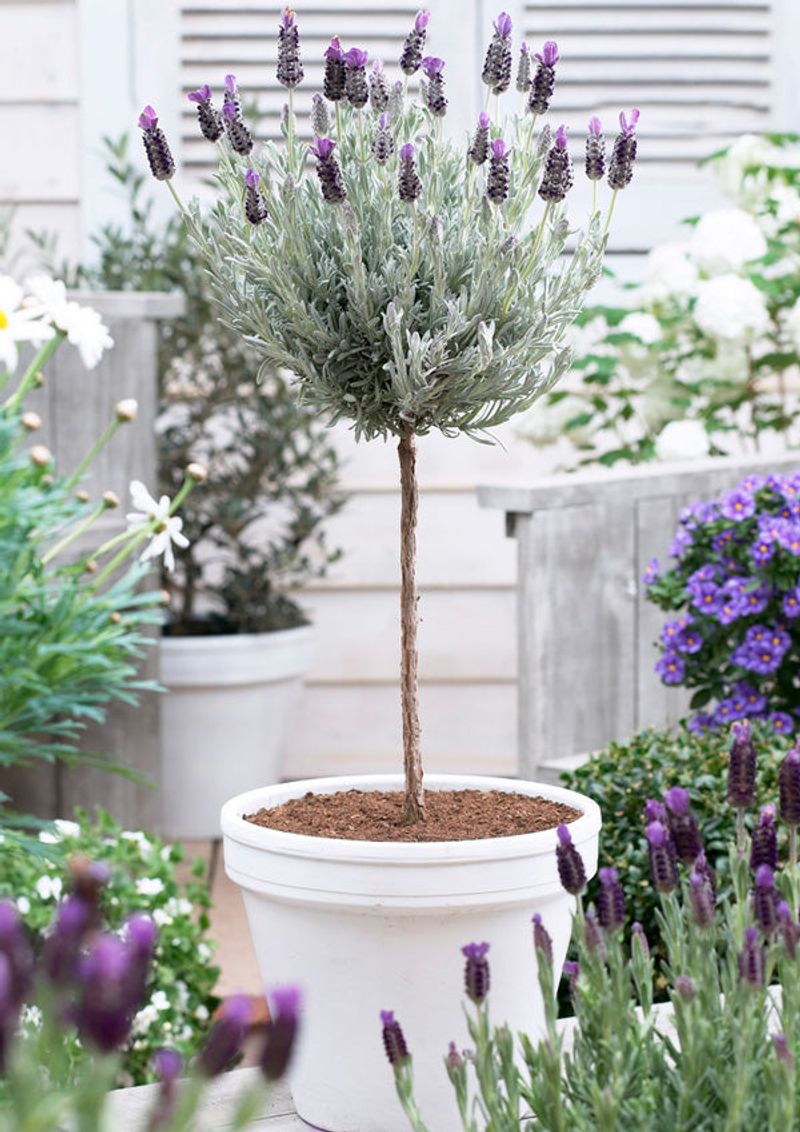 Lavender Topiary