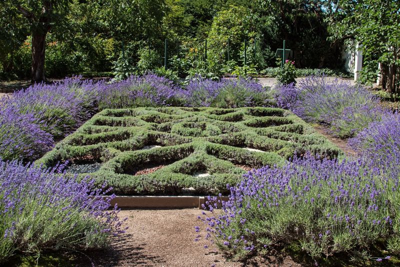 Lavender Knot Garden