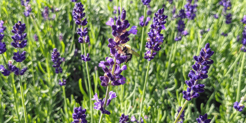 Lavender Wildlife Garden