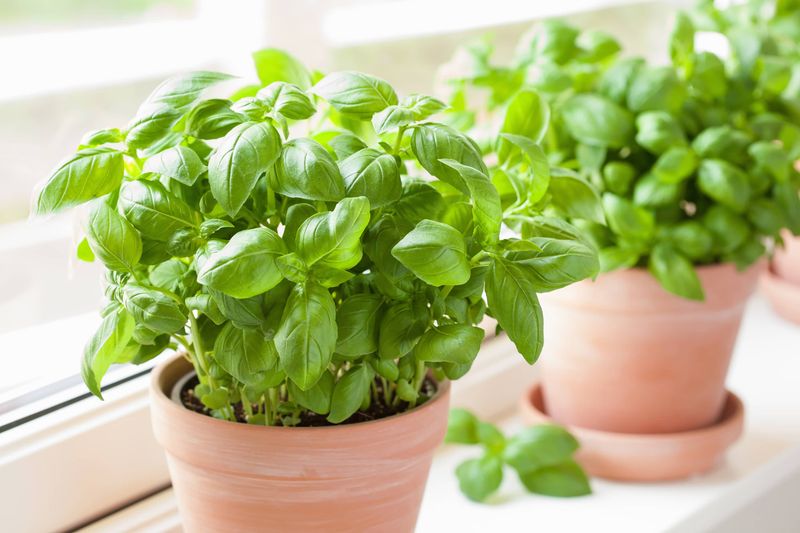 Basil – The Flavorful Defender