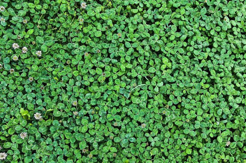 Clover Lawns