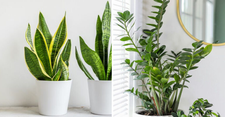 Lazy Gardener’s Paradise: Plants That Thrive Without Fuss