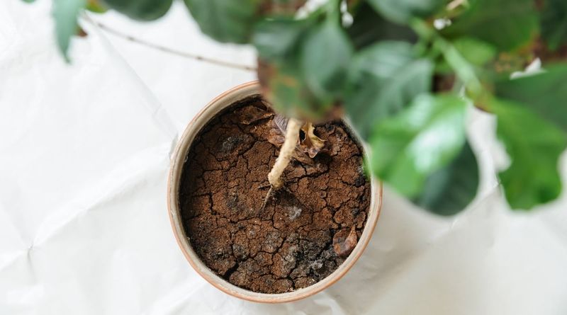 Cracked Soil Surface