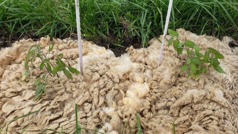 Wool Mulch