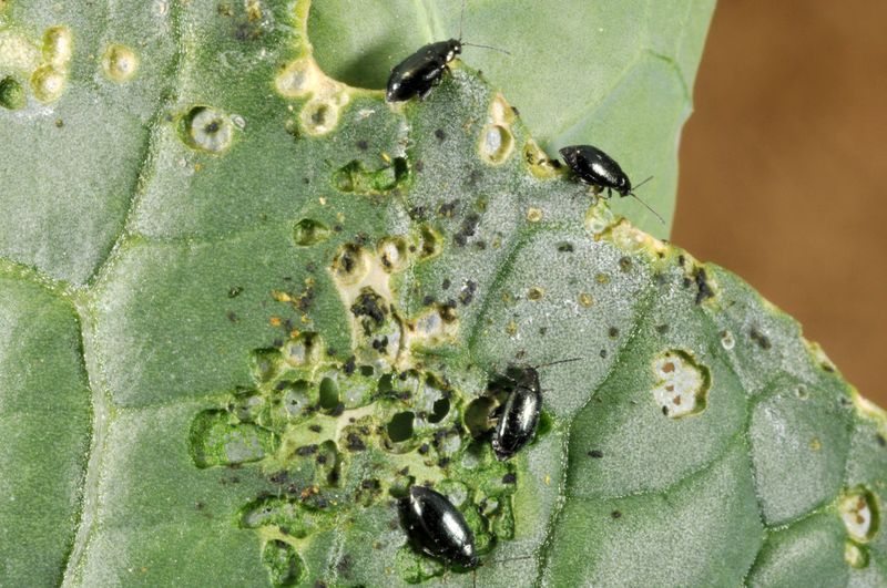 Flea Beetles