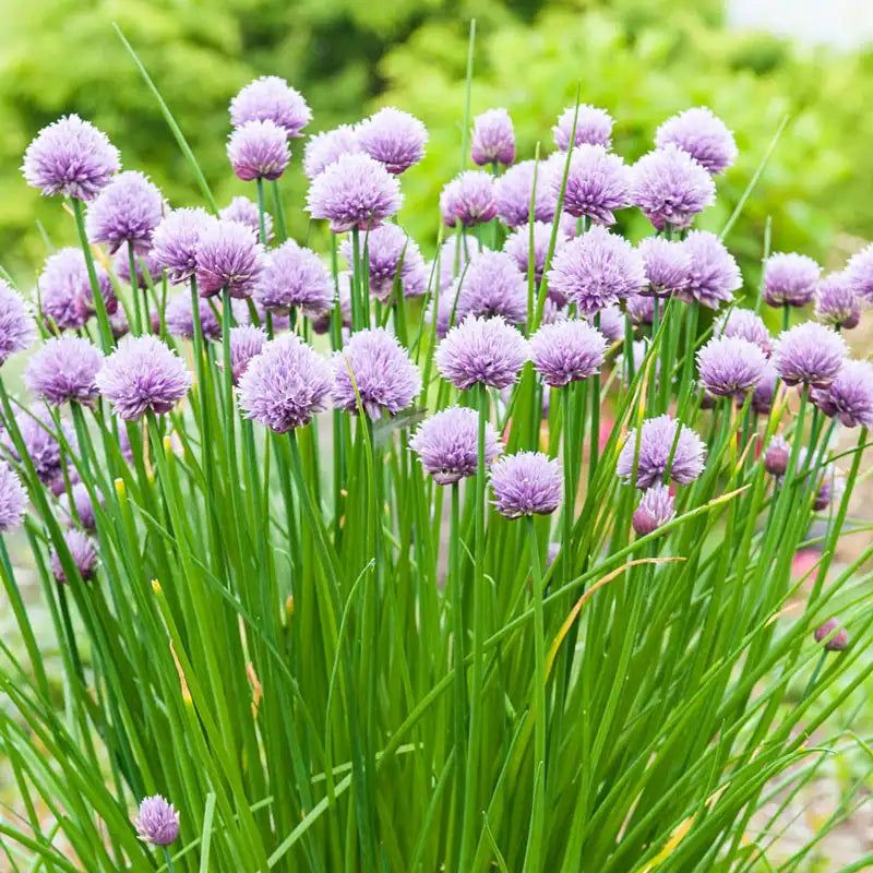 Chives