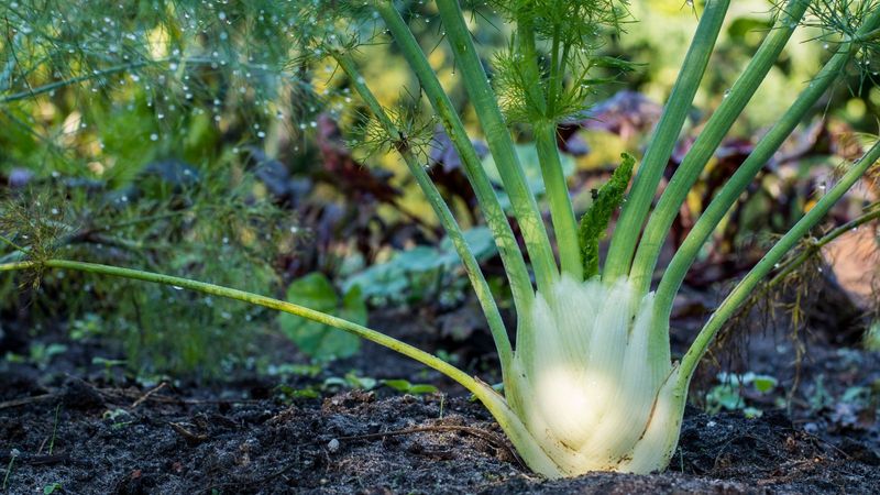 Fennel