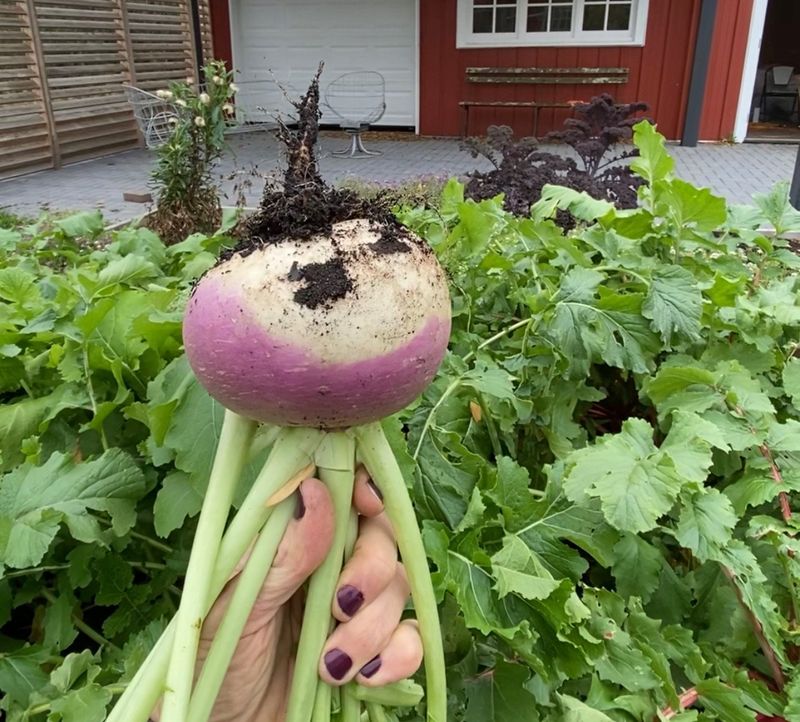 Turnips