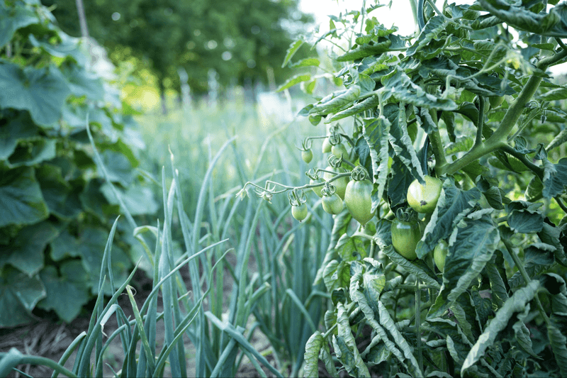 Kohlrabi and Tomatoes