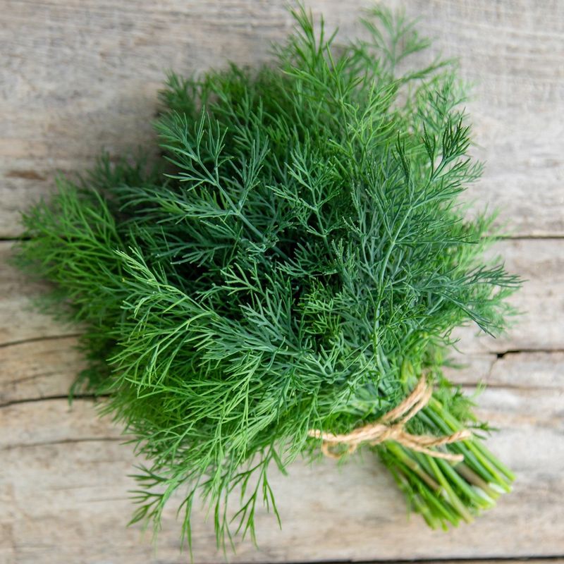 Dill