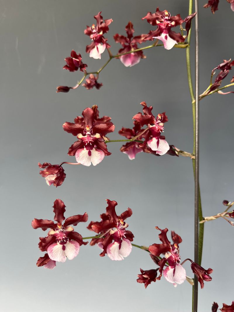 Chocolate Orchid