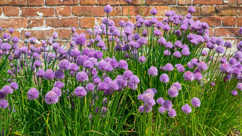 Chives