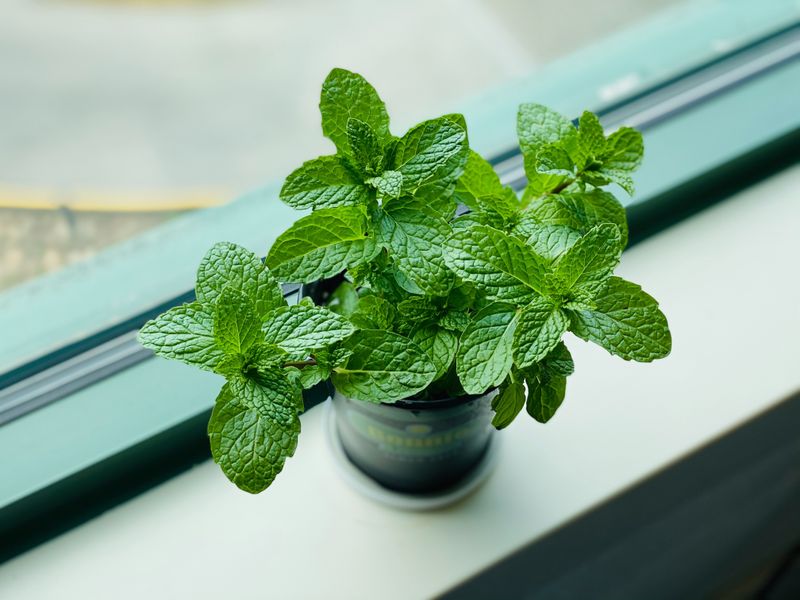 Peppermint (Mentha piperita)