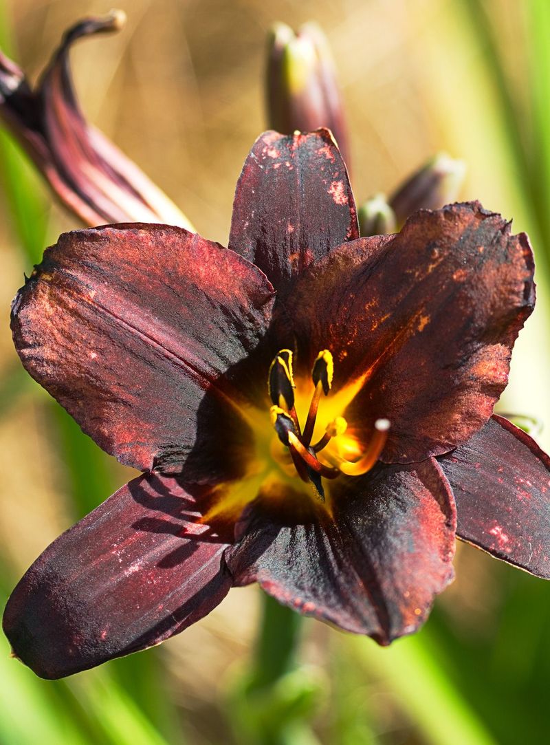 Chocolate Lily
