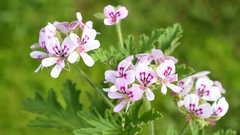 Chocolate Scented Geranium