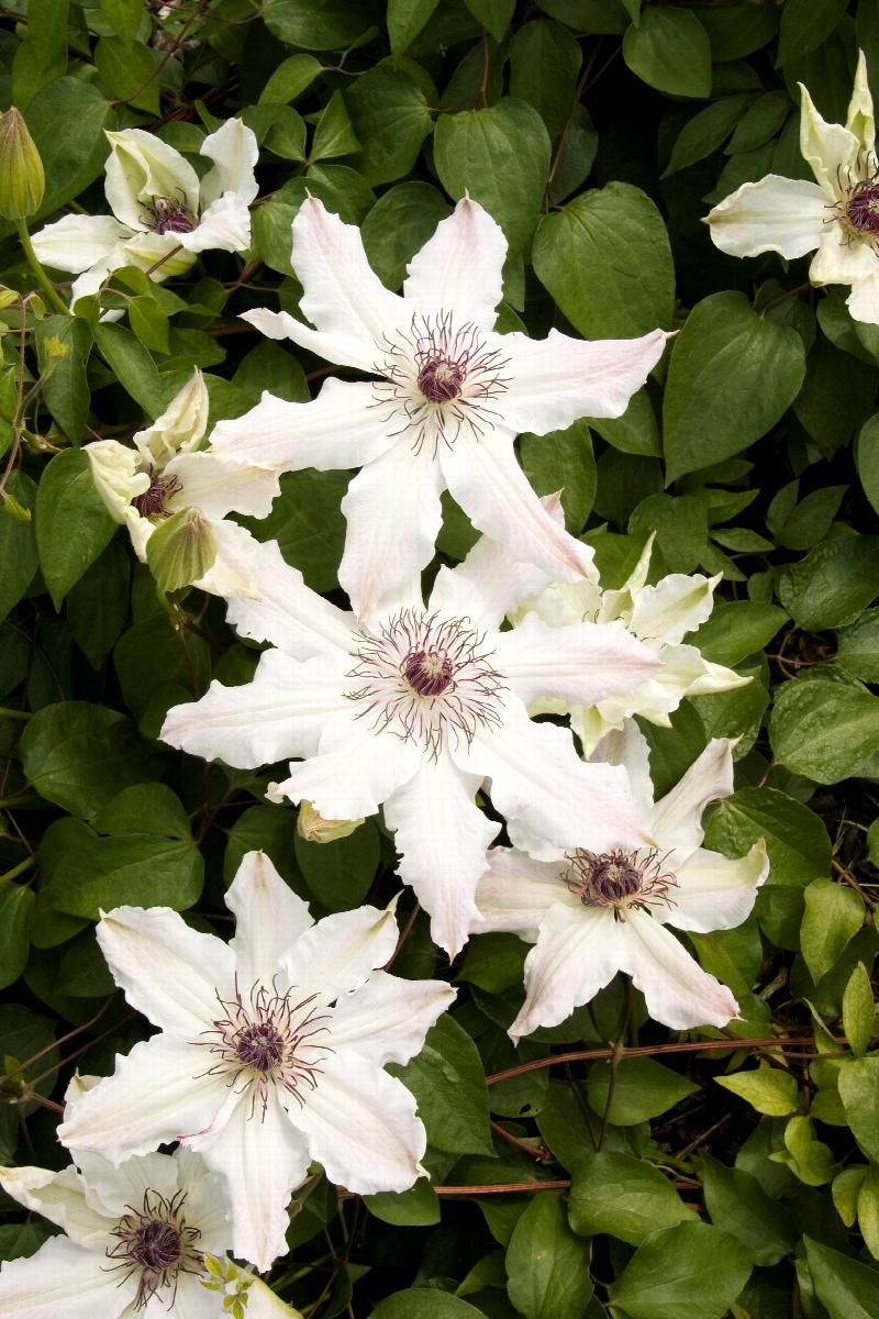 Vanilla-Scented Clematis