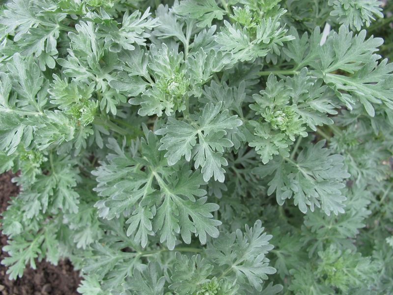 Wormwood (Artemisia)