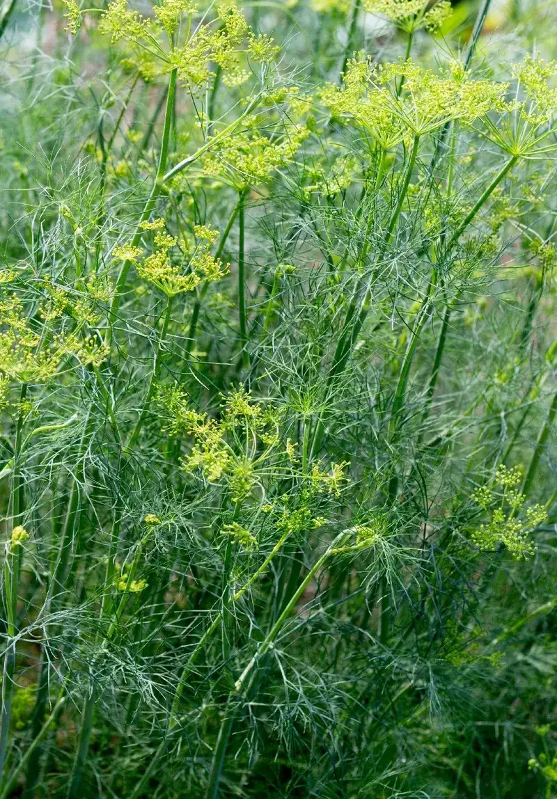 Fennel