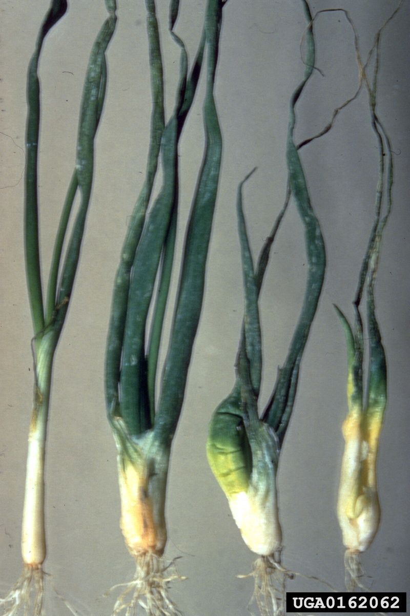 Stem and Bulb Nematodes