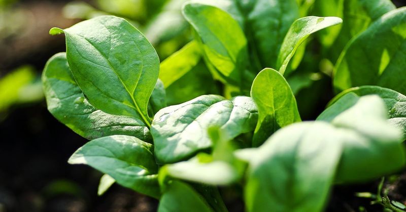 Spinach – 9 per square (spaced 4″ apart)