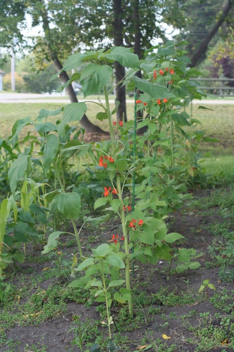 Beans and Sunflowers