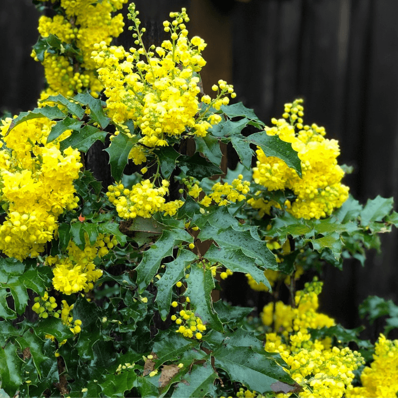 Oregon Grape Holly (Mahonia)