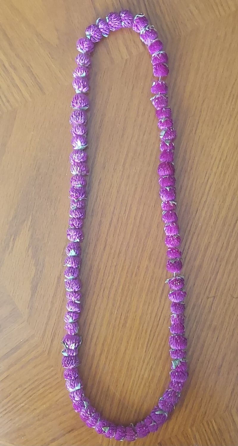 Sagittarius - Globe Amaranth