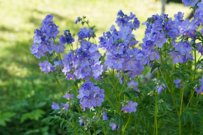 Polemonium