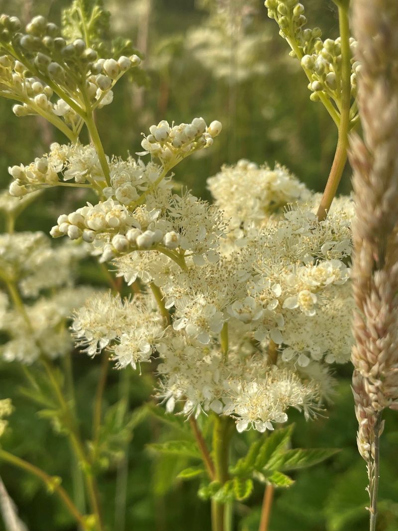 Filipendula (Meadowsweet)