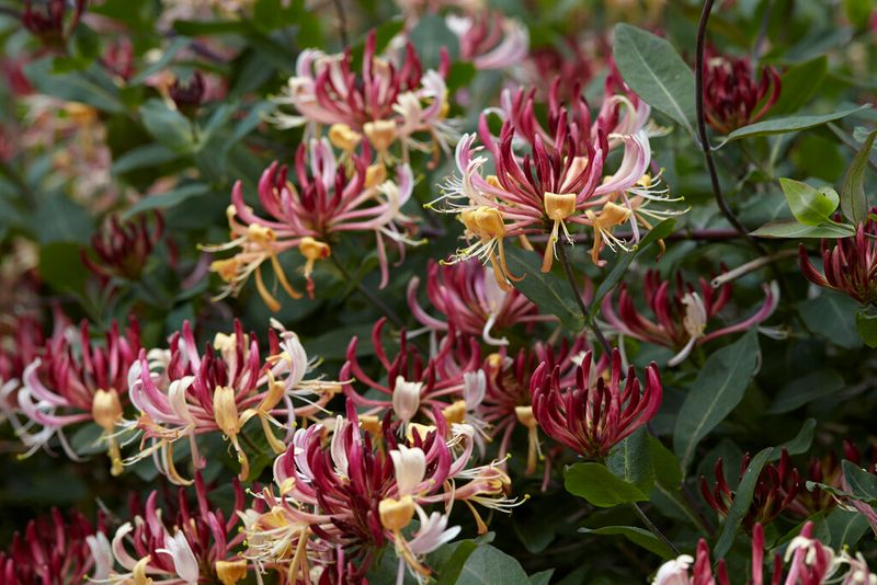 Honeysuckle