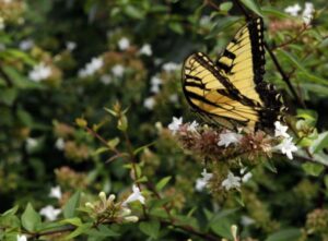 17 Blooming Bushes That Attract Butterflies - Complete Gardening