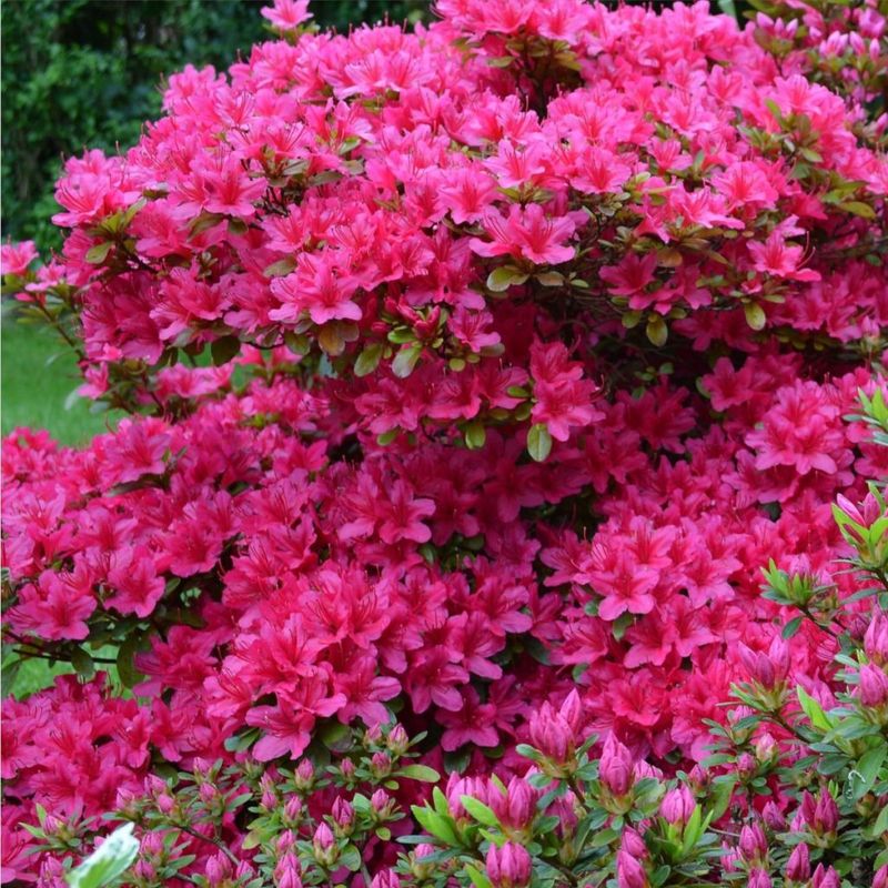 Azaleas