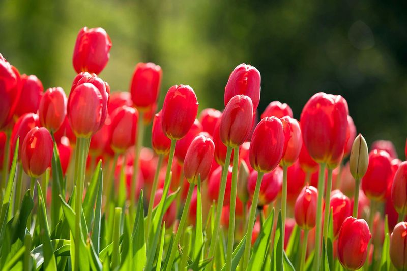 Tulips