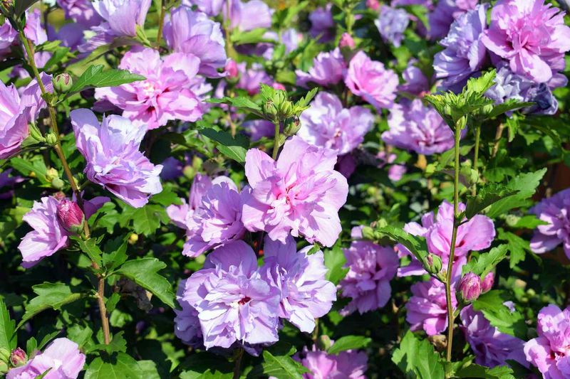Rose of Sharon